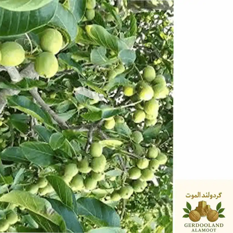 گردوی مرغوب الموت + قیمت عمده